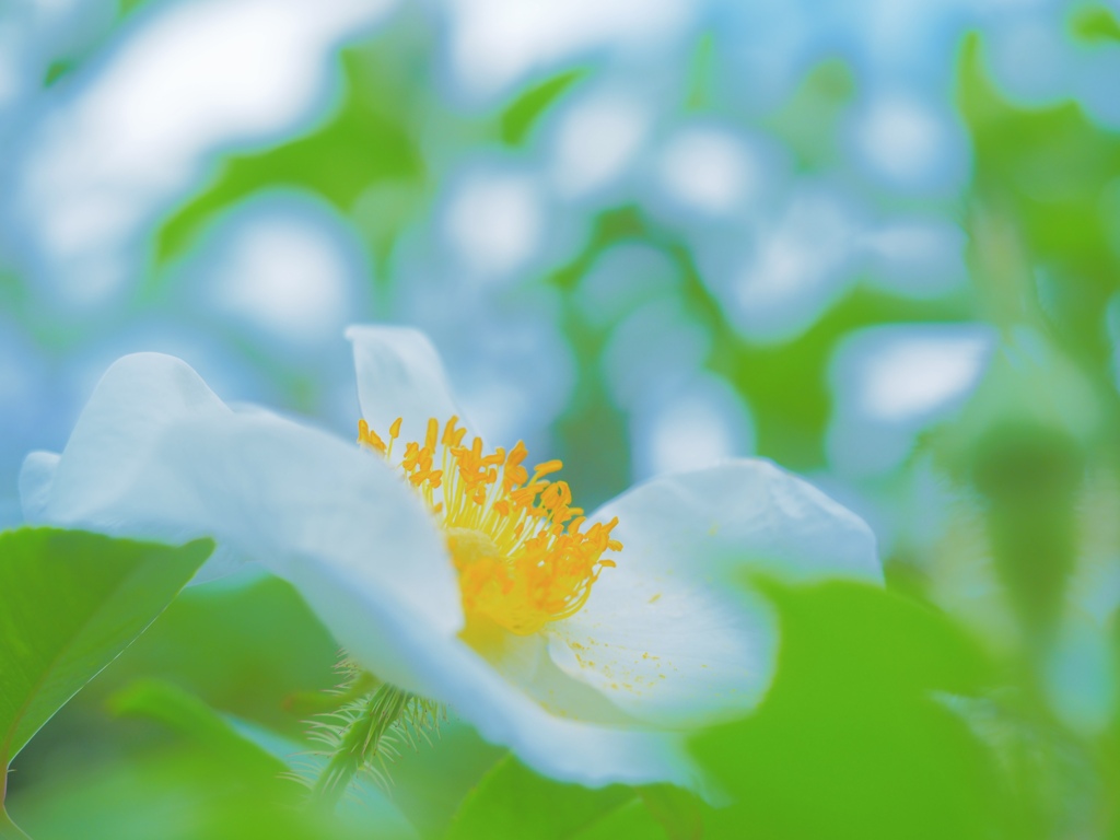 Rosa laevigata