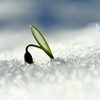 Spring has come! 23
