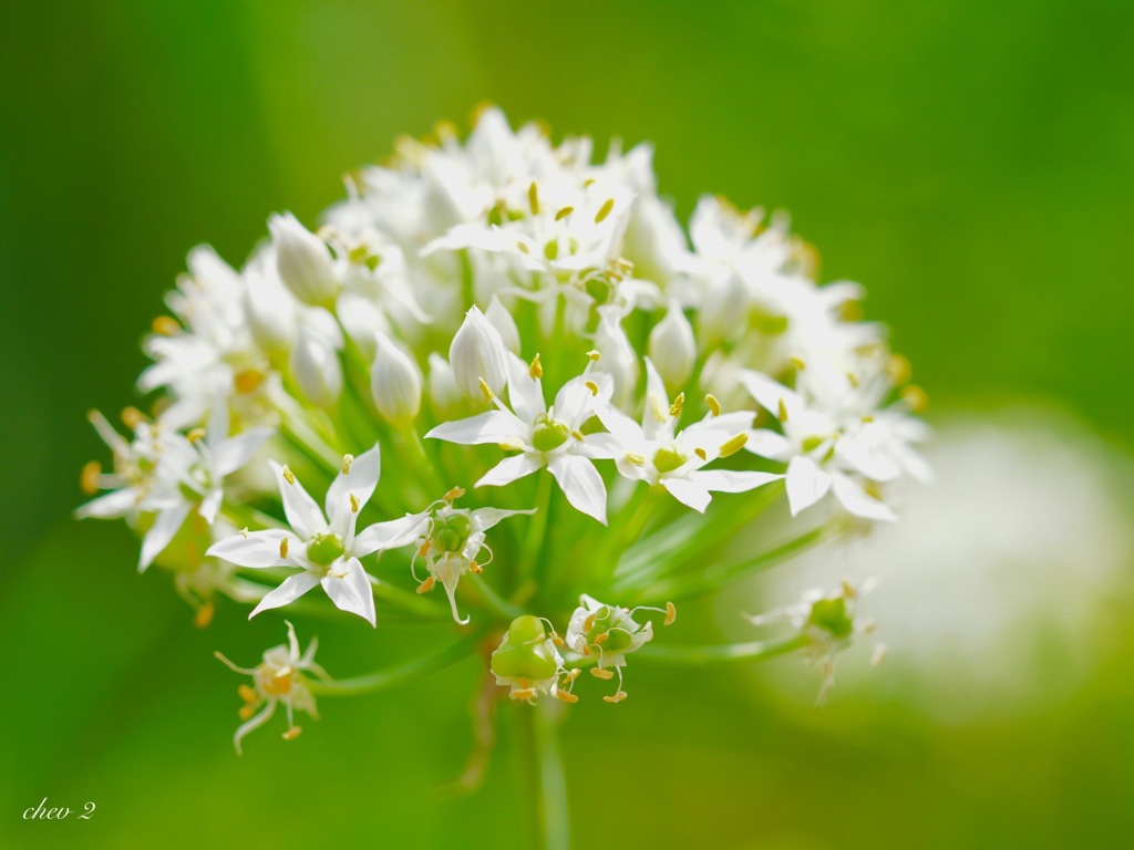 Swaying summer flowers 63