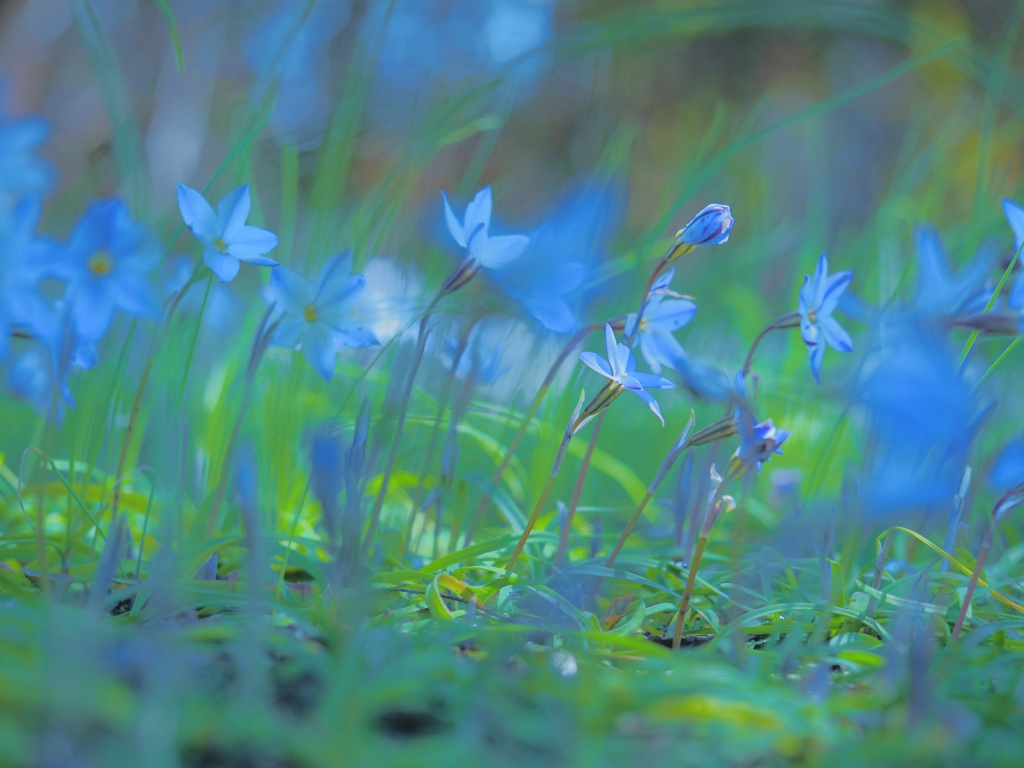 Blue group