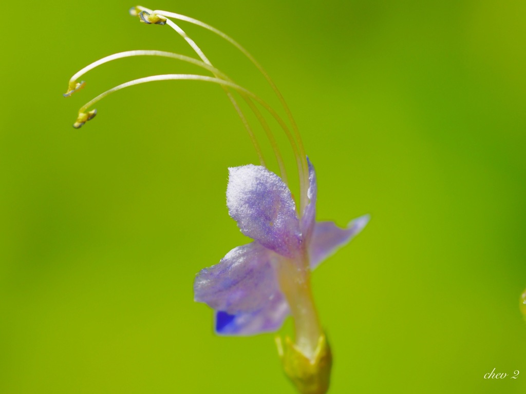 Swaying summer flowers 61