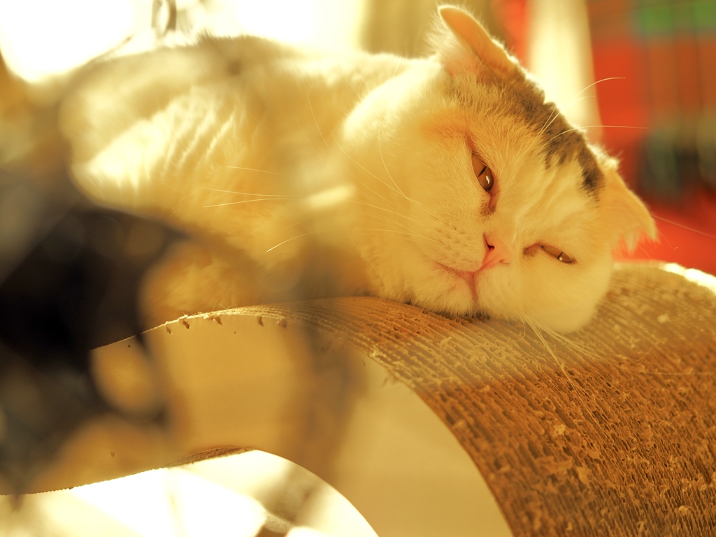 Cats 13