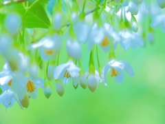 白い純真