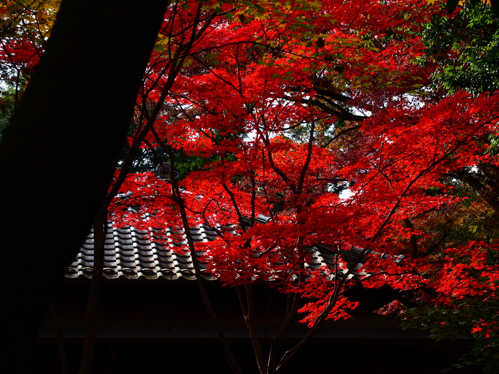 平林寺 4