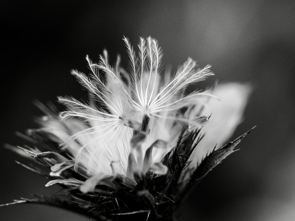 footsteps of spring50