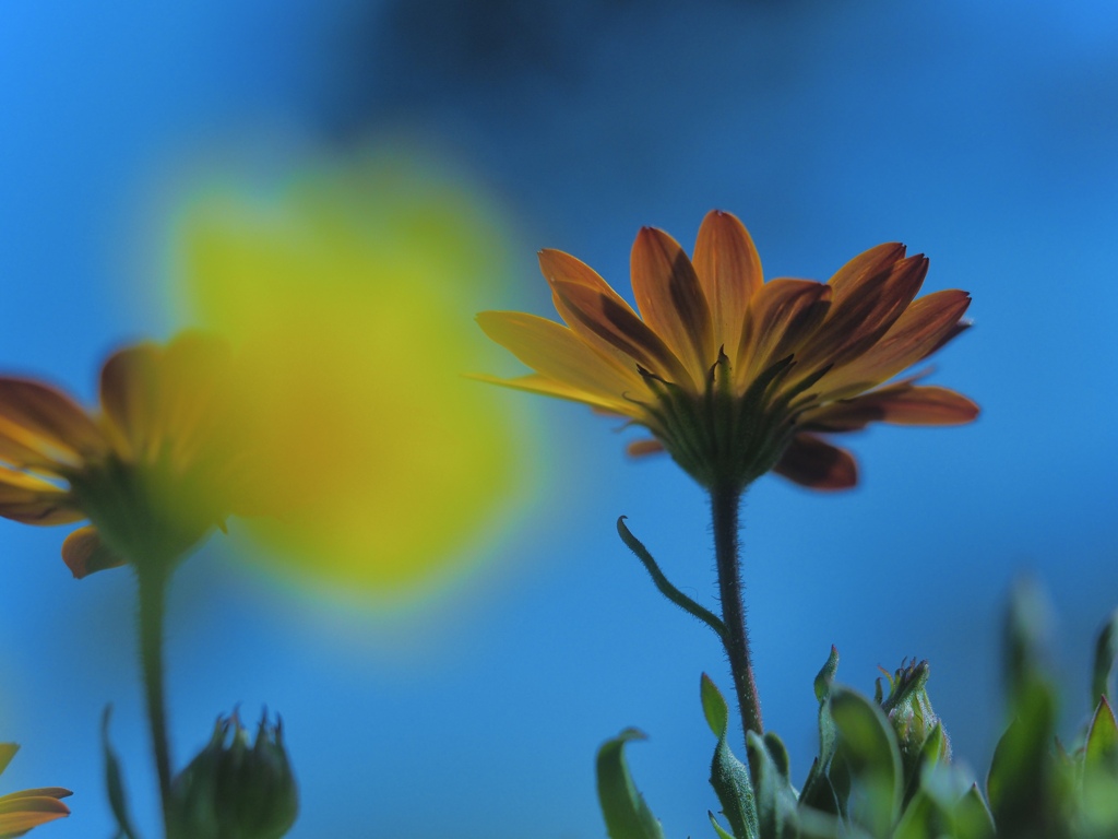 Faint Joy
