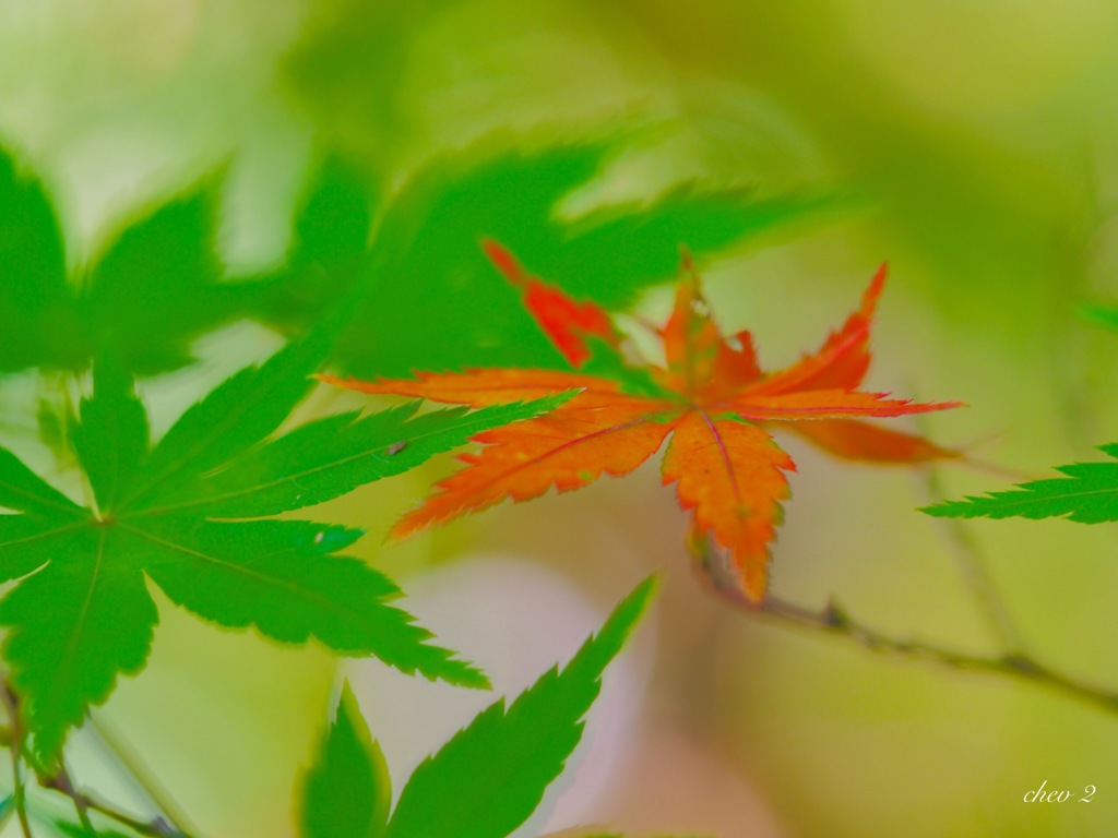 Autumn footsteps 37