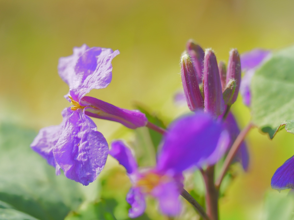 Spring has come! 84