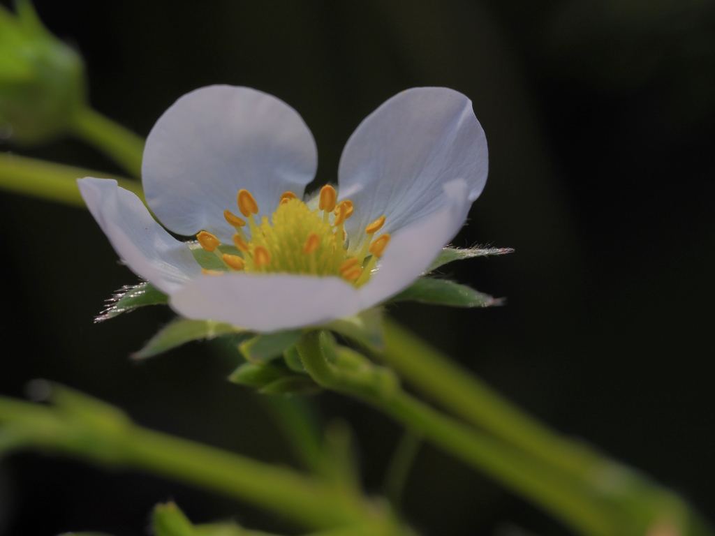 イチゴの花
