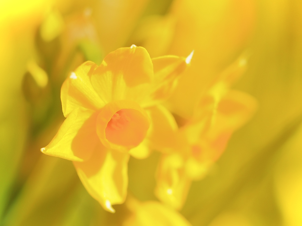 Yellow Zone