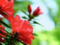 Azalea
