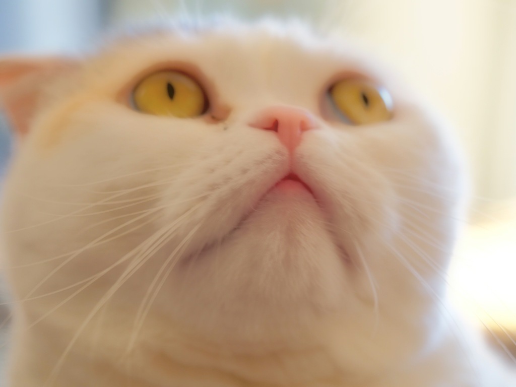 Cats9