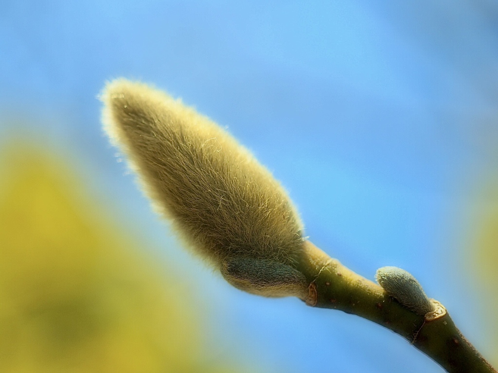 footsteps of spring72