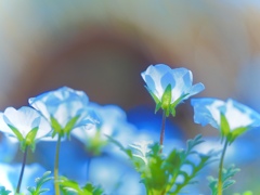 forgive