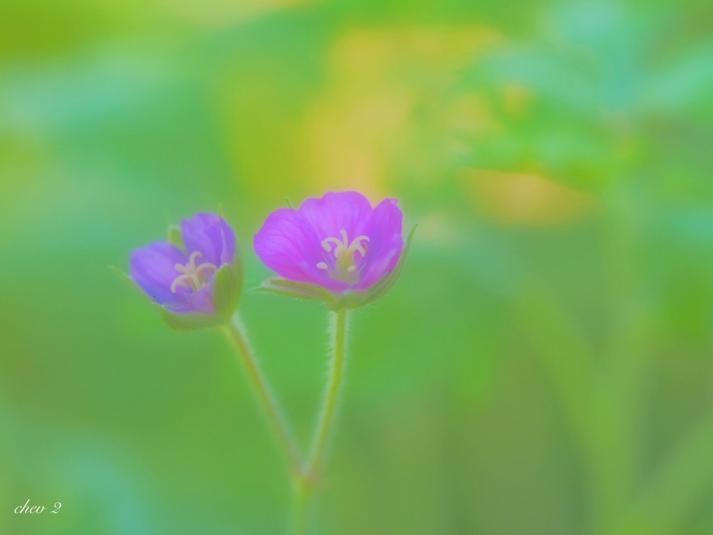 Swaying summer flowers 37