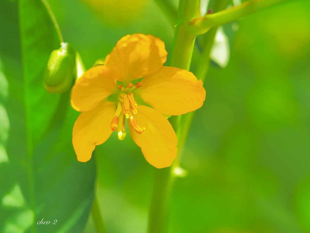 Swaying summer flowers 34