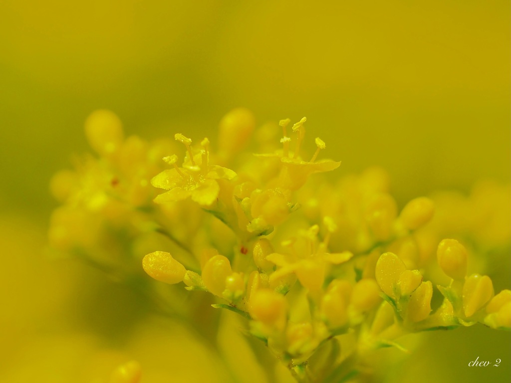 Swaying summer flowers 65