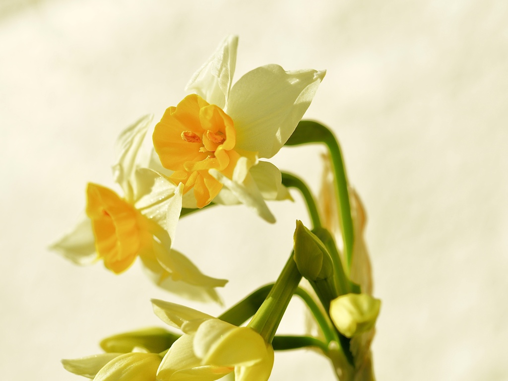 footsteps of spring60