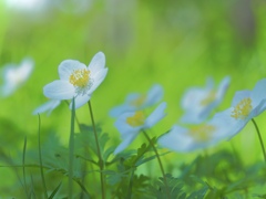 Eternal Beauty