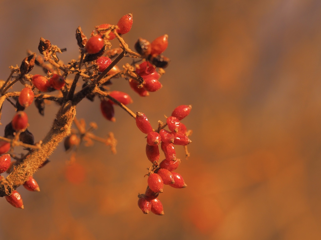 Viburnum dilatatum