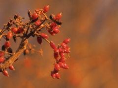 Viburnum dilatatum