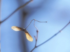 Can't fly