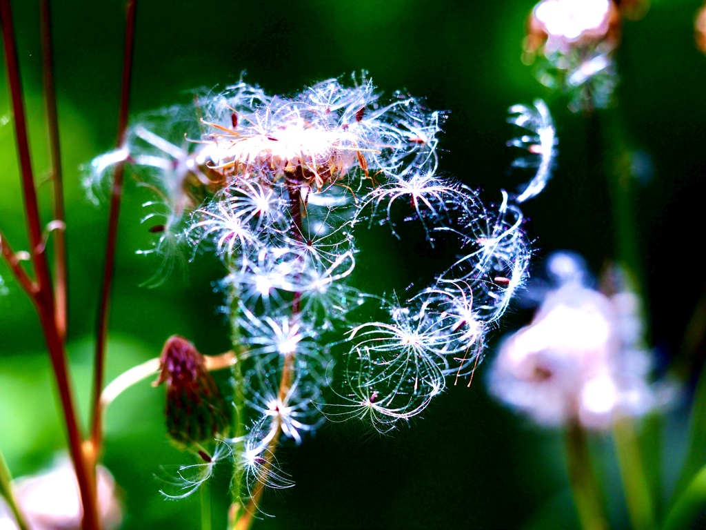 Early summer flowers 33