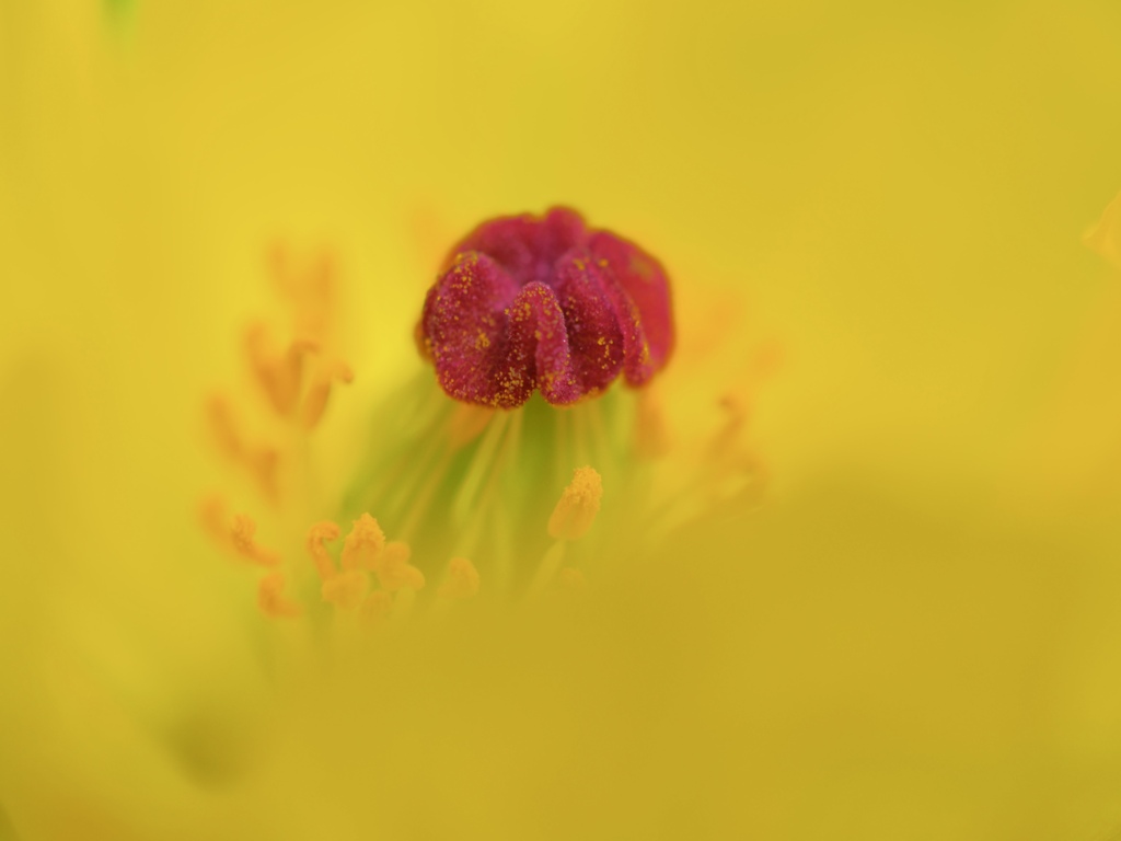 Early summer flowers 4