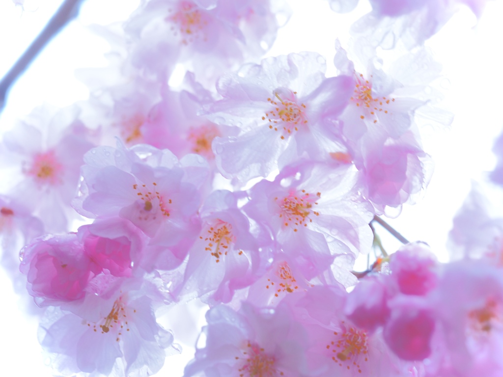 Trembling Sakura