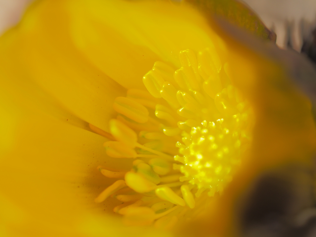 footsteps of spring53