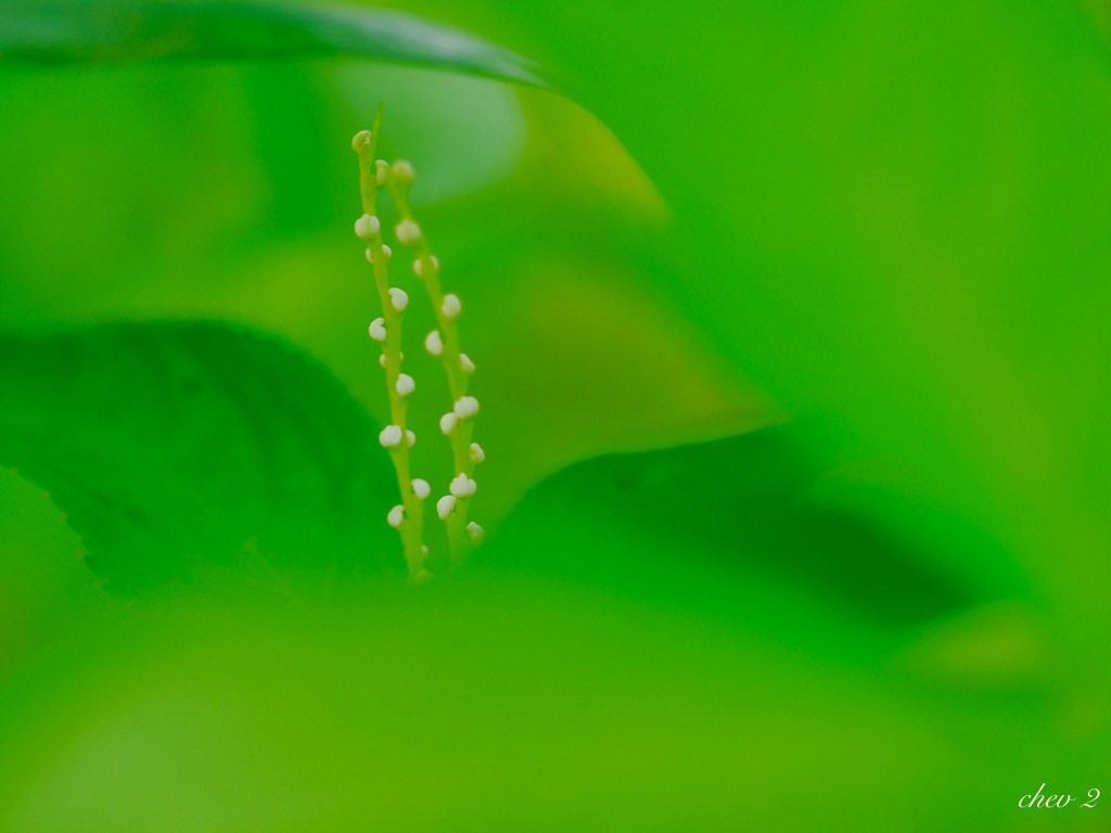 season of fresh green 22