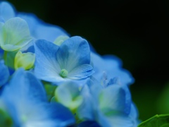 Blue hydrangea