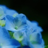 Blue hydrangea