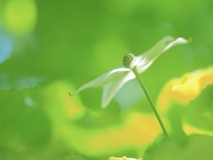 Early summer flowers