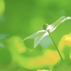 Early summer flowers