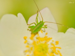 spring insects 19