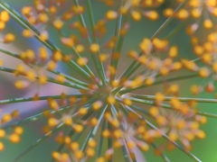 拡散