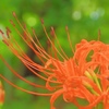 彼岸花