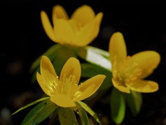 Spring has come! 63