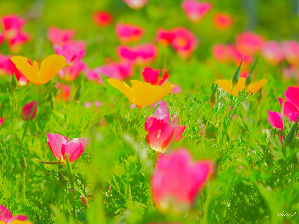 season of fresh green 29