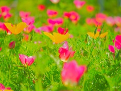 season of fresh green 29