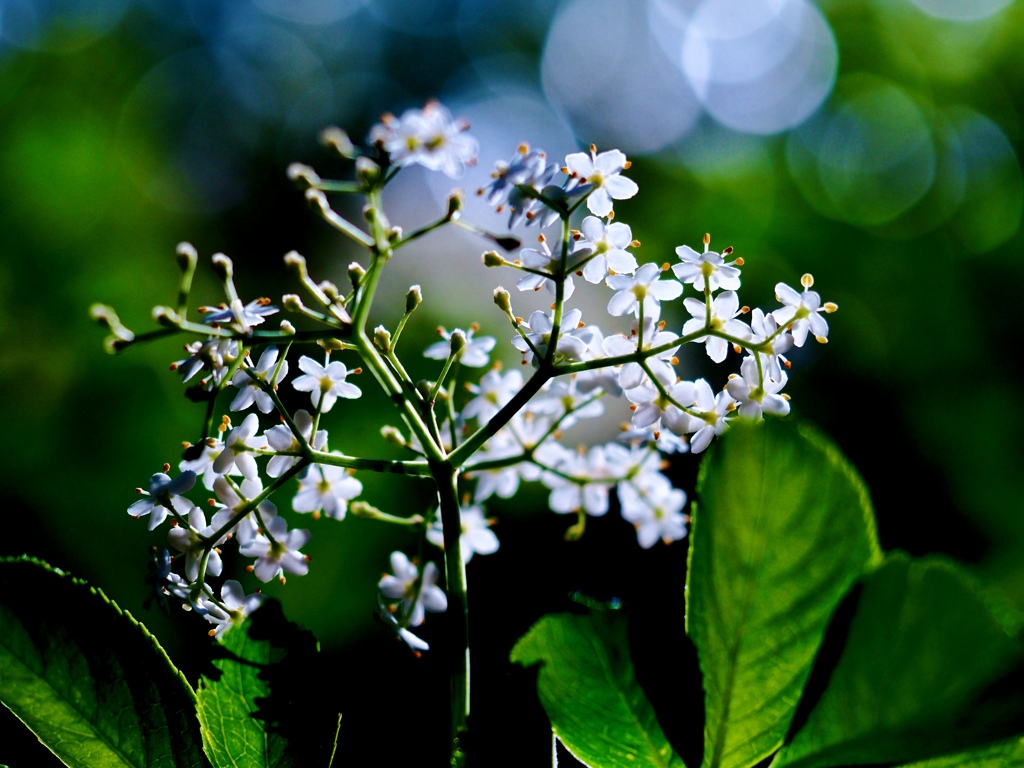 Early summer flowers 37