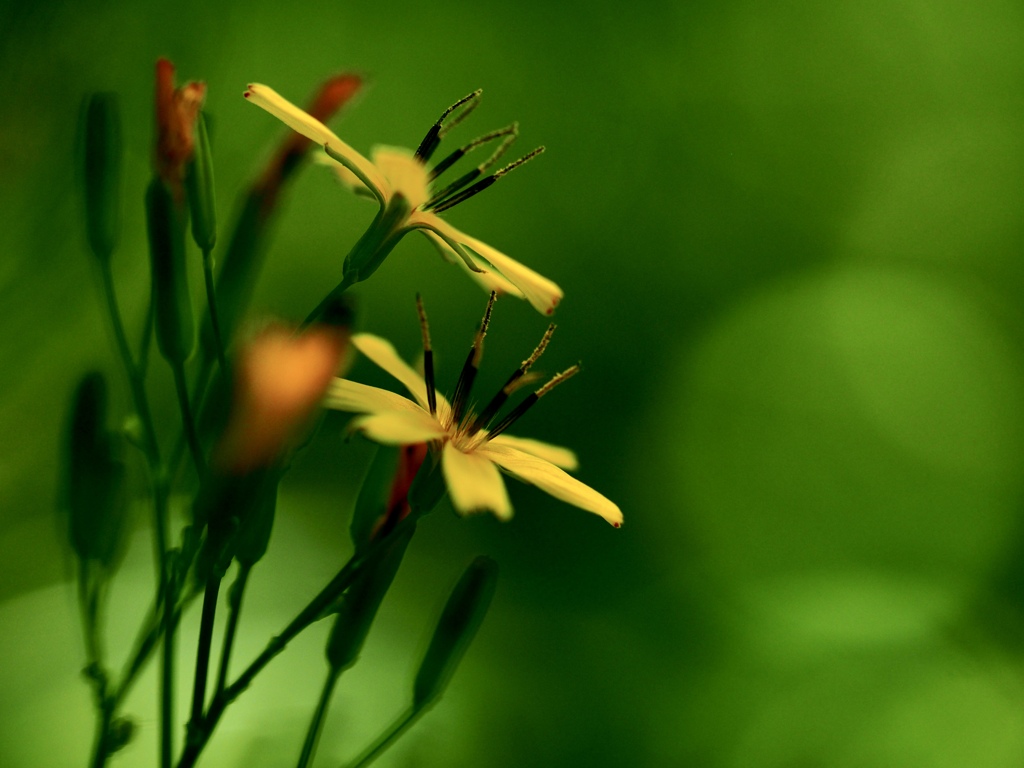 Early summer flowers 7