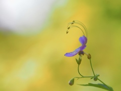 Blue mist spiraea