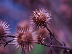 Footsteps of Autumn