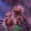 Footsteps of Autumn