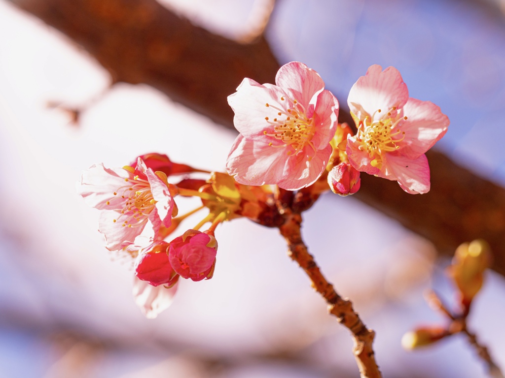 Spring has come! 41