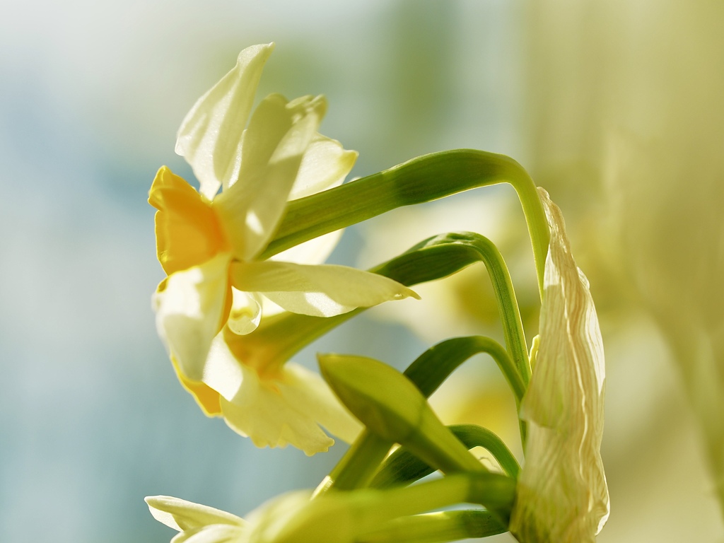 footsteps of spring59