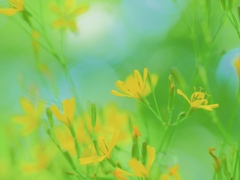無垢な心