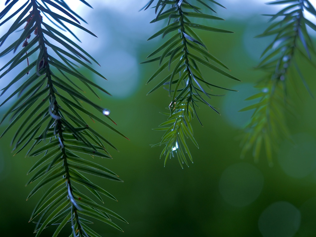 Rainy Green